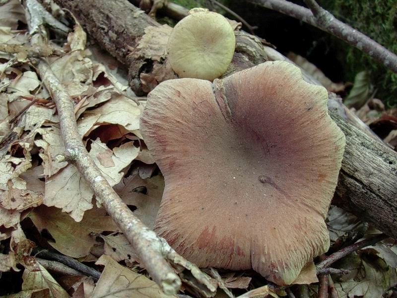 1880 Gennaio vecchio ritrovamento